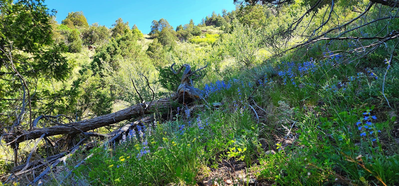 Idylease Campground